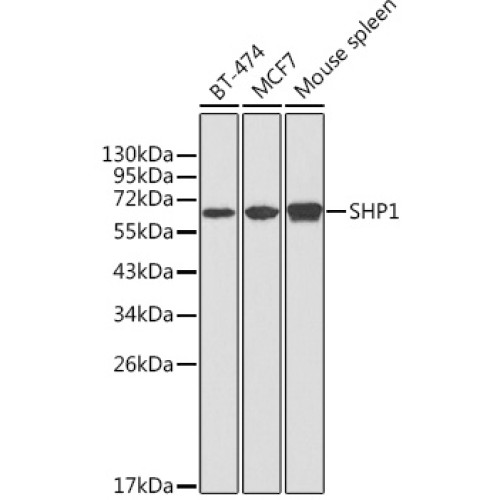 SHP1 Rabbit pAb