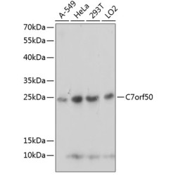 C7orf50 Rabbit pAb