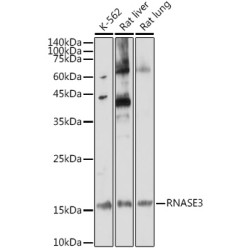 RNASE3 Rabbit pAb