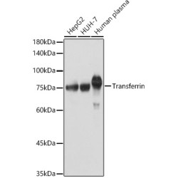 Transferrin Rabbit pAb