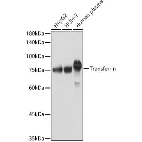 Transferrin Rabbit pAb
