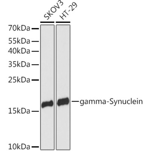 gamma-Synuclein Rabbit pAb