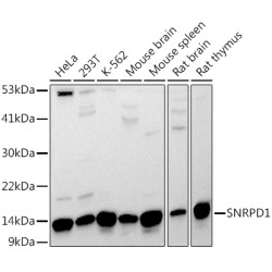 SNRPD1 Rabbit pAb