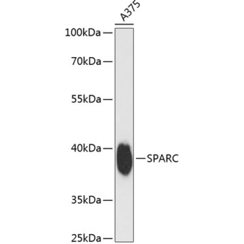 SPARC Rabbit pAb