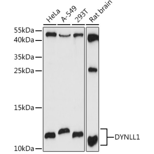 DYNLL1 Rabbit pAb