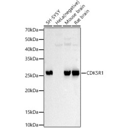 CDK5R1 Rabbit pAb