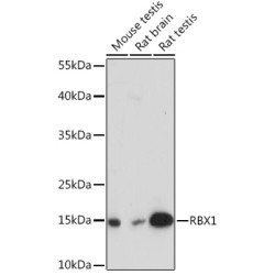 RBX1 Rabbit pAb
