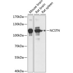 NCSTN Rabbit pAb