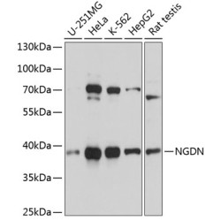 NGDN Rabbit pAb