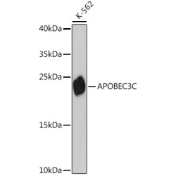 APOBEC3C Rabbit pAb