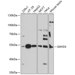 SMYD3 Rabbit pAb