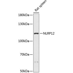 NLRP12 Rabbit pAb