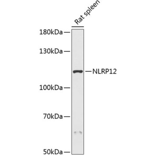NLRP12 Rabbit pAb