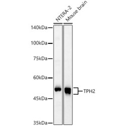 TPH2 Rabbit pAb