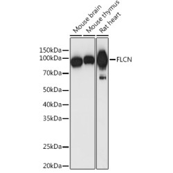 FLCN Rabbit pAb