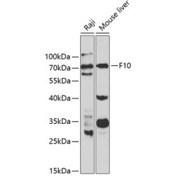 F10 Rabbit pAb