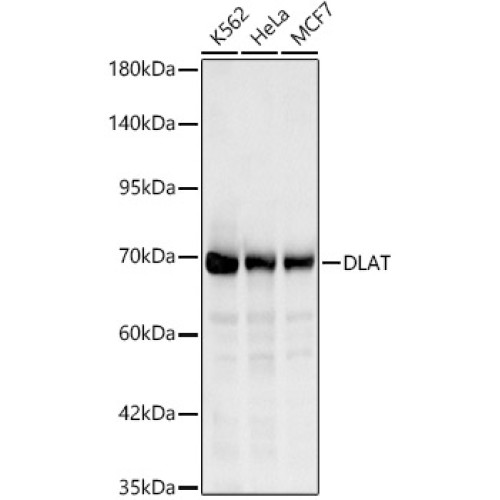 DLAT Rabbit pAb