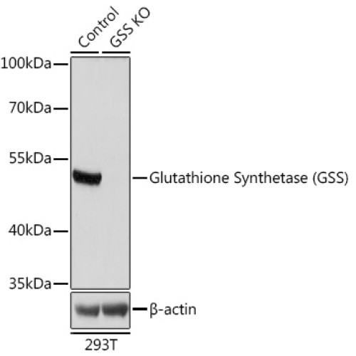[KO Validated] Glutathione Synthetase (GSS) Rabbit pAb