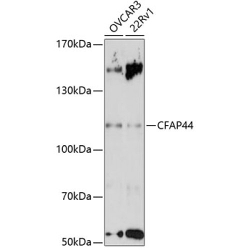 CFAP44 Rabbit pAb