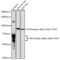 Fibrinogen alpha chain (FGA) Rabbit pAb