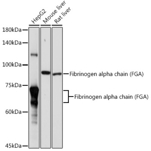 Fibrinogen alpha chain (FGA) Rabbit pAb