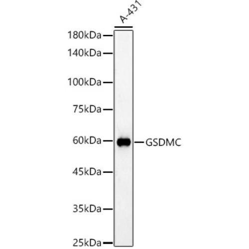 GSDMC Rabbit pAb