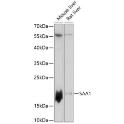 SAA1 Rabbit pAb