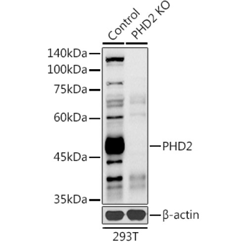 [KO Validated] PHD2/EGLN1 Rabbit pAb