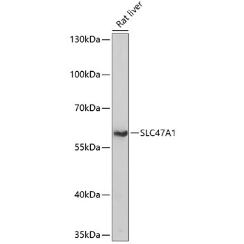 SLC47A1 Rabbit pAb