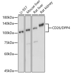 CD26/DPP4 Rabbit pAb