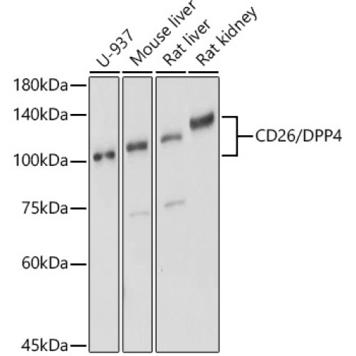 CD26/DPP4 Rabbit pAb