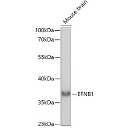 EFNB1 Rabbit pAb