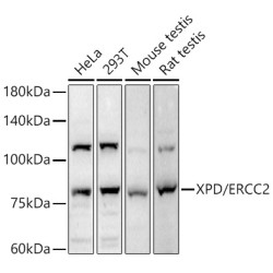 XPD/ERCC2 Rabbit pAb