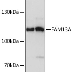 FAM13A Rabbit pAb