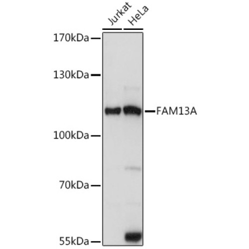 FAM13A Rabbit pAb