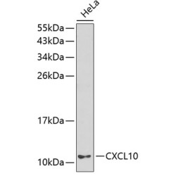 CXCL10/IP-10 Rabbit pAb
