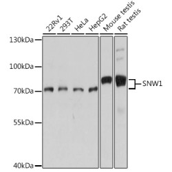 SNW1 Rabbit pAb
