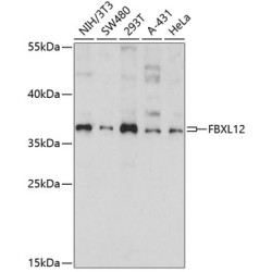 FBXL12 Rabbit pAb