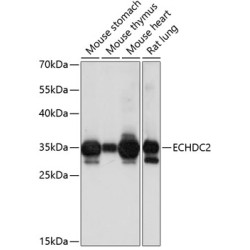 ECHDC2 Rabbit pAb