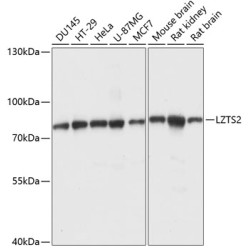 LZTS2 Rabbit pAb