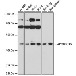 APOBEC3G Rabbit pAb