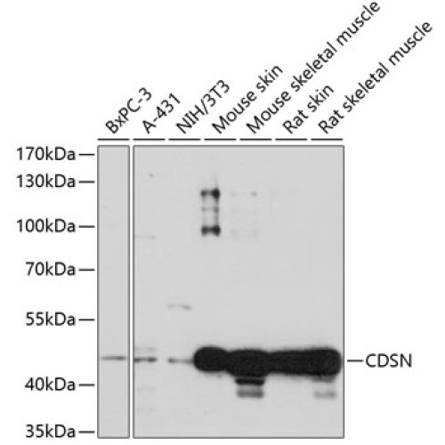 CDSN Rabbit pAb