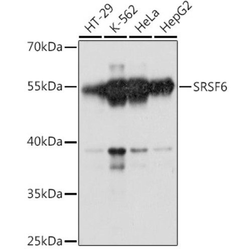 SRSF6 Rabbit pAb