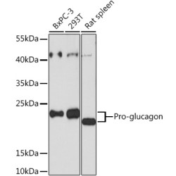 Pro-glucagon Rabbit pAb