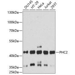 PHC2 Rabbit pAb