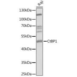 CtBP1 Rabbit pAb