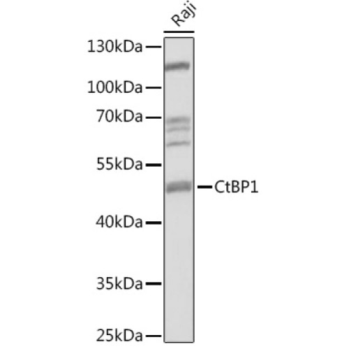 CtBP1 Rabbit pAb