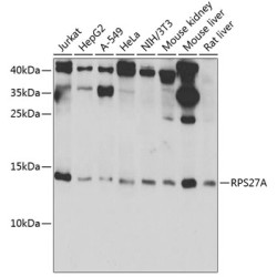 RPS27A Rabbit pAb