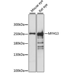 MYH13 Rabbit pAb