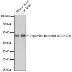 Dopamine Receptor D3 (DRD3) Rabbit pAb